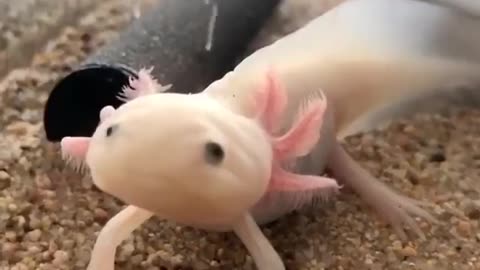 An Axolotl Can Even Grow A Brain. | Interesting Facts #Shorts #topchannel