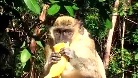 Monkey in my back yard in Davie fl | no pet