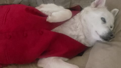 Blind husky wears owner's vest and refuses to leave the bed