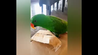 Talking and Tap Dancing Parrot