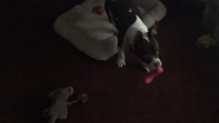 Diva The Pocket Bully Puppy loves her new toy