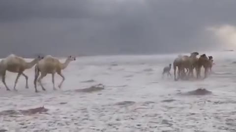 Camels walking in a snow-covered desert near Tabuk, Saudi Arabia.