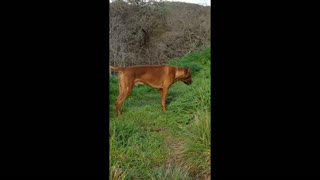 Lion Hound Grazing Like a Cow