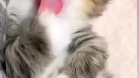 licking paw kitten
