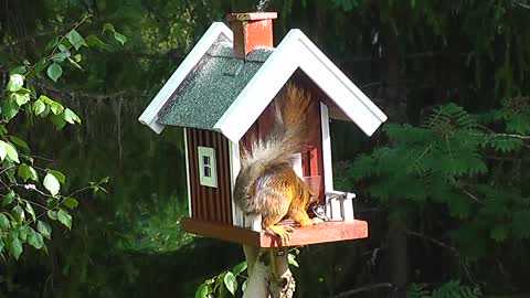 Naughty squirrel | Funny squirrel video |