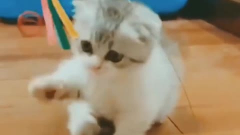 Baby Cats - Cute and Funny Cat Videos Compilation II @catanddogempire. #shorts #short #shortvideo #3