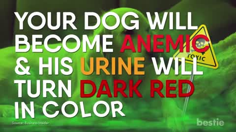 Here are some of the foods that will kill your dog.