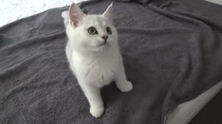 Adorable Little Kitten Loves Playing With Owner