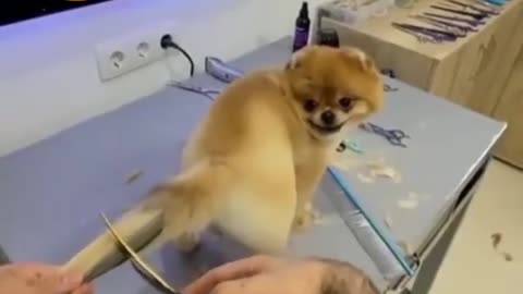 NEW WAY TO CUT A DOGS TAIL HAIR