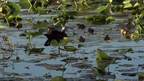 The beauty of the ducks while swimming