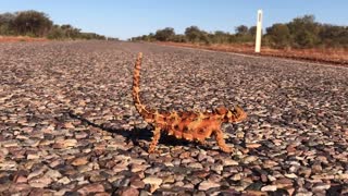 Thorny Devil Lizard Walks Using Hypnotic Movements