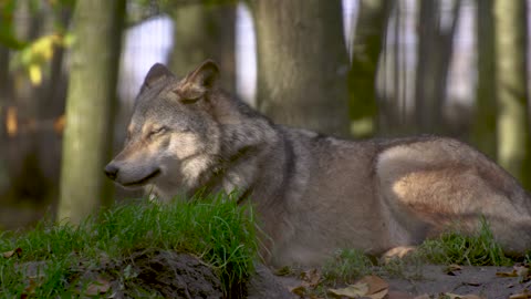 The handsome wolf brother in the grassland