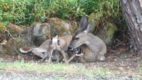 Double the Cuteness: Newborn Twin Fawns Take First Steps in the Wild
