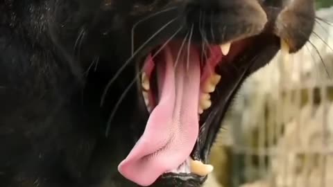 Black Panther Yawning