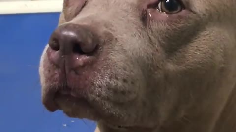 Pitbull en estado de lactancia llora desconsoladamente tras ser separada de sus cachorros
