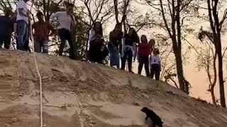 Puppy Climbs up a Dirt Pile