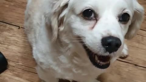 Looking up at a pleasant puppy guardian