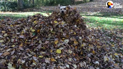 It's Finally Fall, And This Dog Is SO Excited