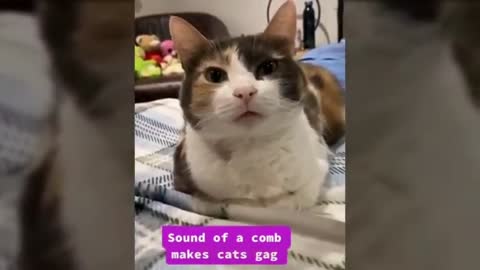 😹🐶 Video kucing terlucu bikin ketawa ngakak | Kucing Paling Imut