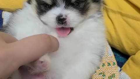Lovely little dog licking his owner's finger