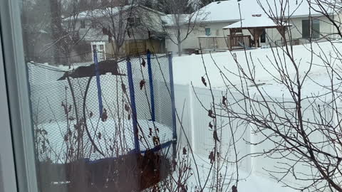 Moose on the Loose Visits Unsuspecting Family