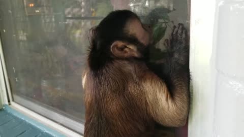 Monkey Temper Tantrum: He Wants Little Girl to Come Out and Play