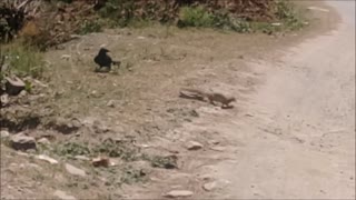 Battle Between Mongoose Vs. Big Snake