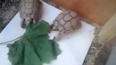 Fun Egyptian turtle