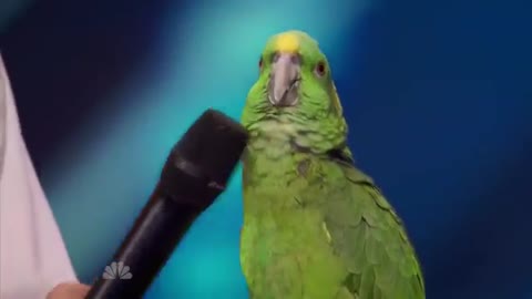 America's Got Talent S09E06 Joe the Birdman & Tika Talking Bird Act