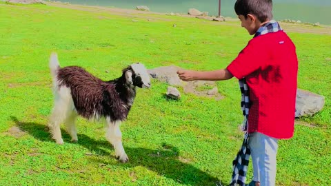 Playing with goat