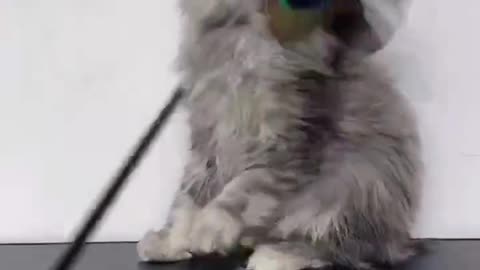 Professional Cat teaser