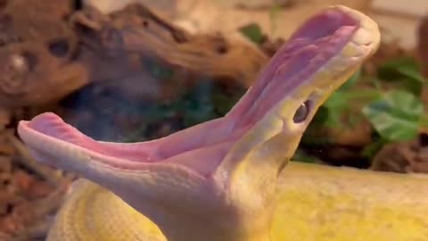 Snake Yawns 🥱 after nap 💤 #shorts #animals #zoo #reptile #cuteanimals #snake #python