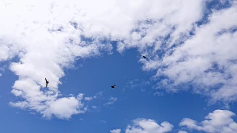 birds flying video
