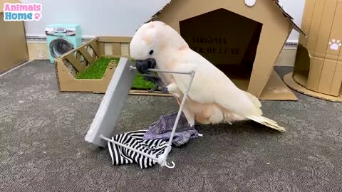 Funny moments of BiBi and naughty parrot_p2