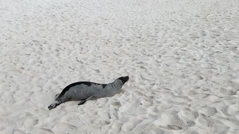 Playful Sea Lion Rolls Around in the Sand