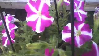 Beautiful pink and white petunia flowers at flower shop, very pretty! [Nature & Animals]