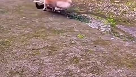 Cat and dog fight, who will win?