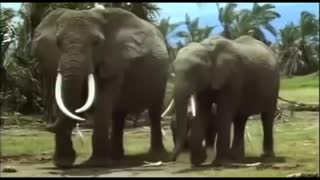 the African elephants shown in one place