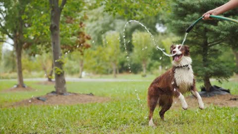 Dog cute funny playing garden