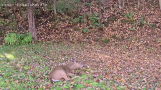 Deer exploring and resting on the yard