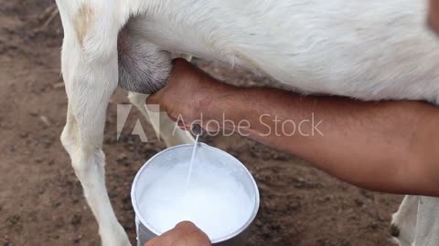 Amazing Erode Couple.. Soap from Goat Milk.. More Skin Care.. Income in Lakhs!