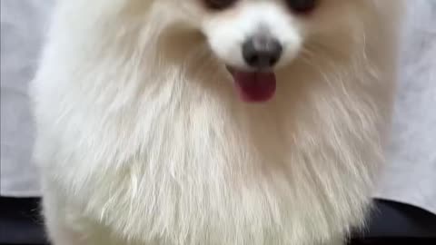 😝Cute and Funny Video of Dog🥺