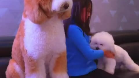 Gigantic Fluffy Poodle Dogs Love Being Carried Everywhere 😍Funny