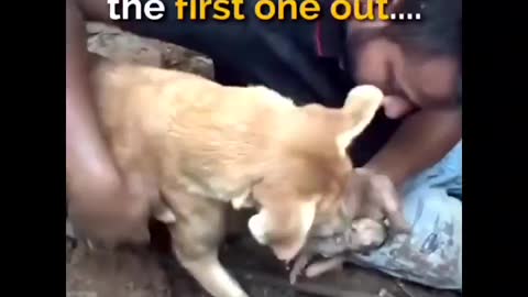 Dog helps to save her child #saveanimals #petanimals