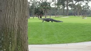 Huge Gator Strolls Through South Carolina Golf Course