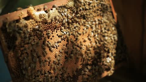 A beekeeper hiver man, checks how the bees prepare honey