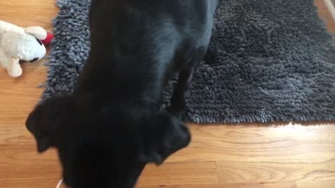 Dog gets Mother’s Day gift