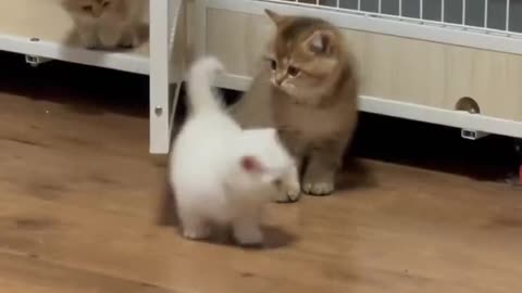 Cute little cats are playing with each other.very cute cats.