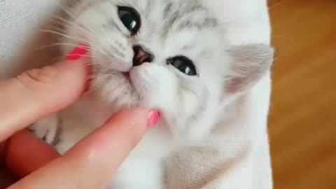 Funny cute cat with people