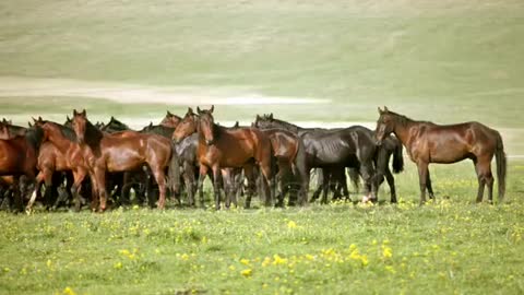 a large group of wild horses